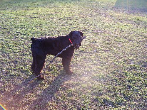Photo Giant Schnauzer