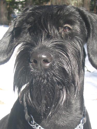 Photo Giant Schnauzer