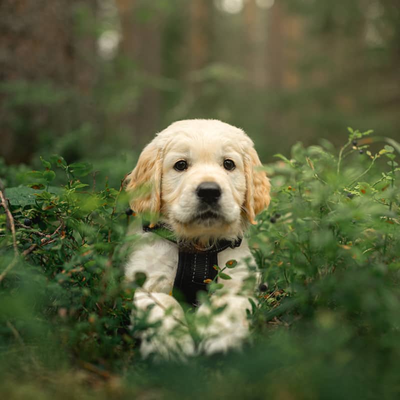 Photo Golden Retriever