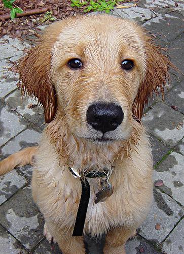 Photo Golden Retriever