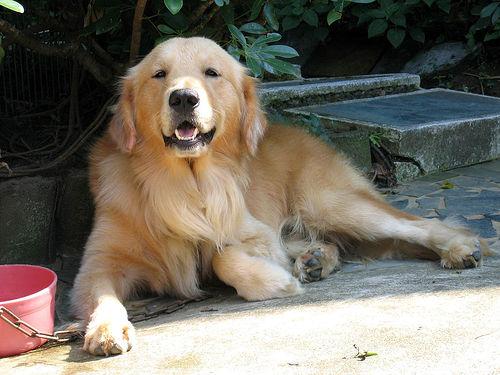 Photo Golden Retriever