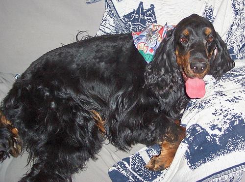 Photo Gordon Setter