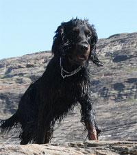 Photo Gordon Setter