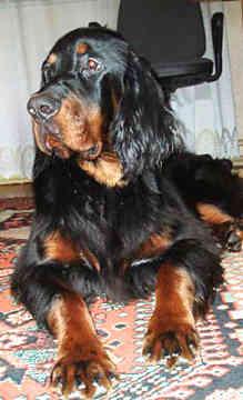 Photo Gordon Setter