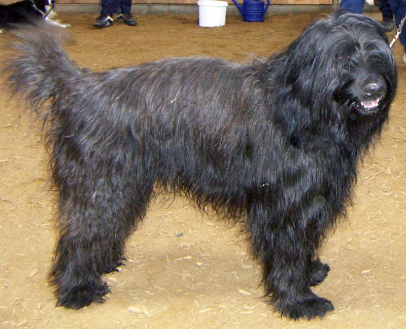 Photo de Catalan Sheepdog