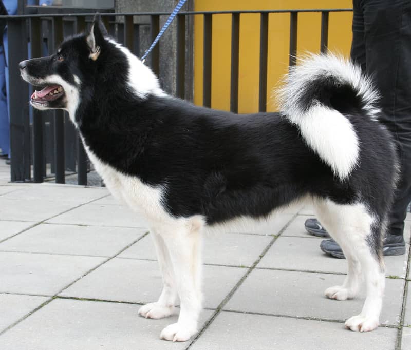 Photo de Greenland Dog