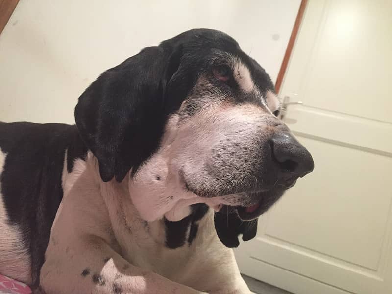 Photo de Great Anglo-French White and Black Hound