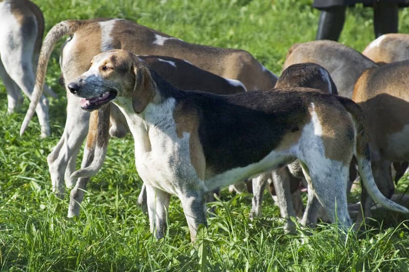 Photo de Grand Anglo-French Tricolour Hound