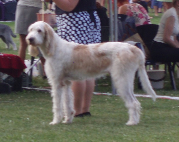 Photo de Grand Griffon Vendéen