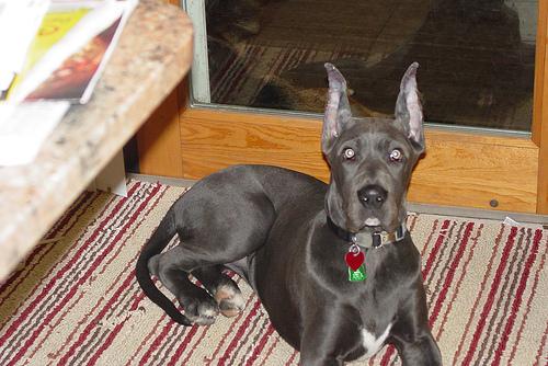 Photo Great Dane