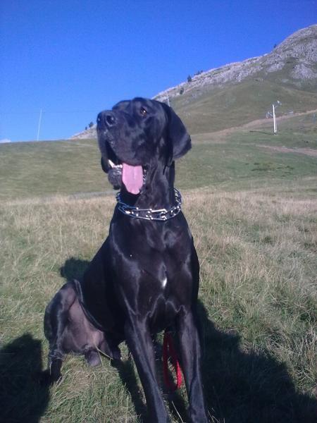 Photo Great Dane