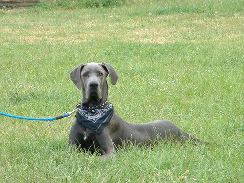 Photo Great Dane