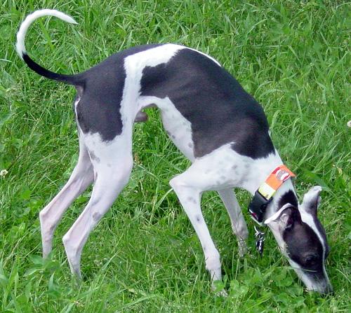 Photo Greyhound
