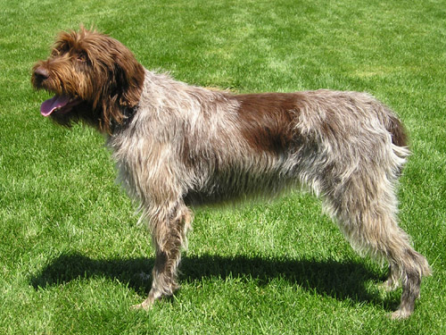 Photo de Wirehaired Pointing Griffon