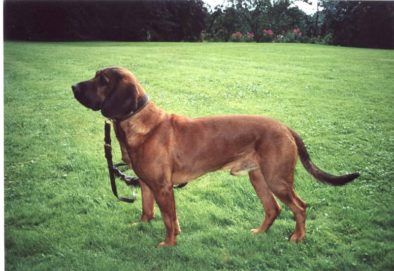 Chien de recherche au sang de Hanovre