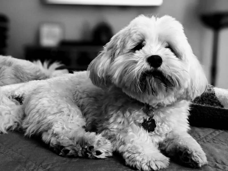 Photo Havanese