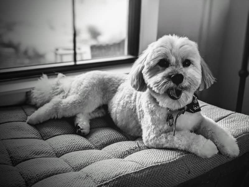 Photo Havanese