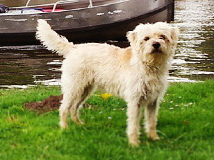 Photo de Dutch Smoushond