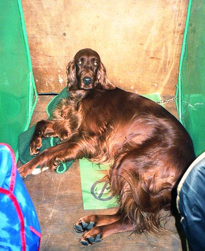 Photo Irish Setter