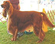 Photo Irish Setter