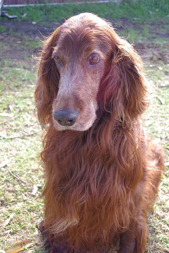 Photo Irish Setter