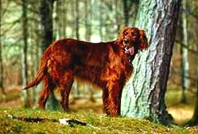 Photo Irish Setter