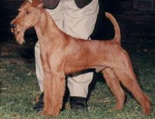 Photo Irish Terrier