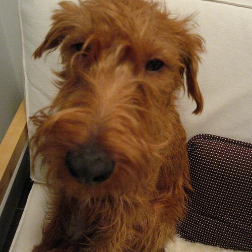 Photo Irish Terrier