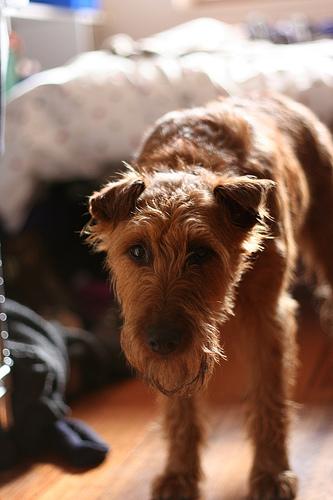 Photo Irish Terrier