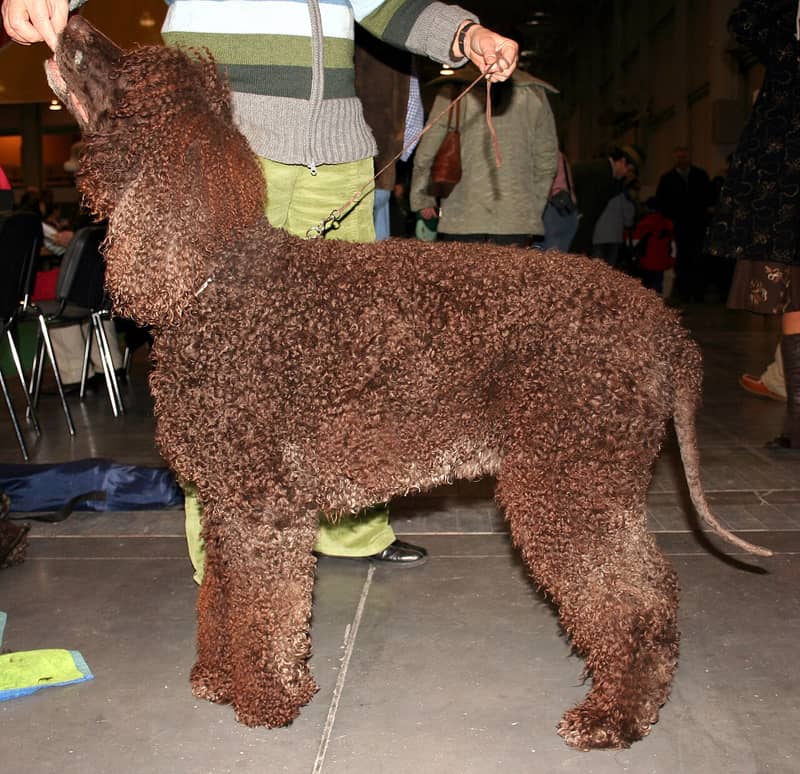 Photo de Irish Water Spaniel