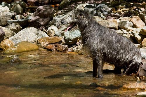 Photo Irish Wolfhound