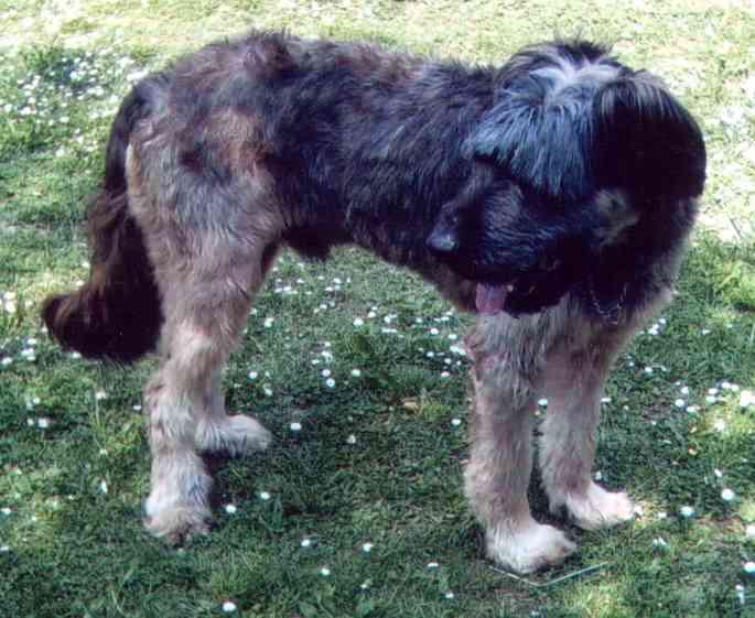 Photo Irish Wolfhound