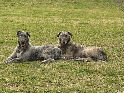 Photo Irish Wolfhound