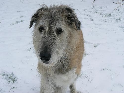 Photo Irish Wolfhound