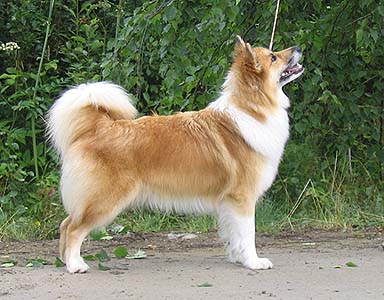 Photo de Icelandic Sheepdog