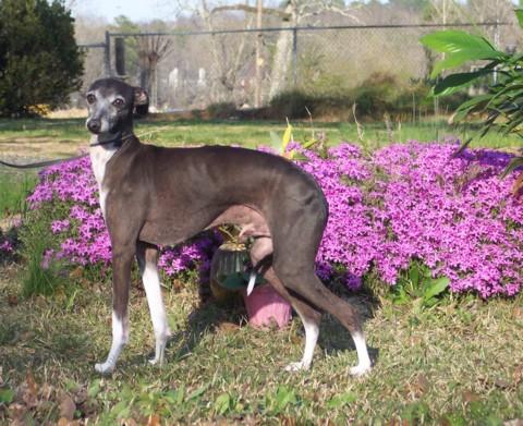 Photo Italian Greyhound