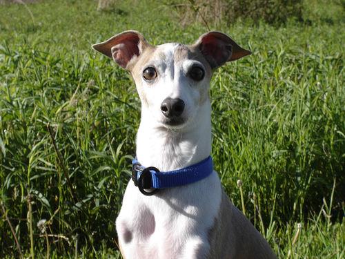 Photo Italian Greyhound