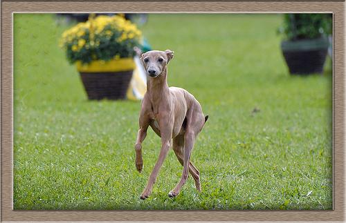 Photo Italian Greyhound