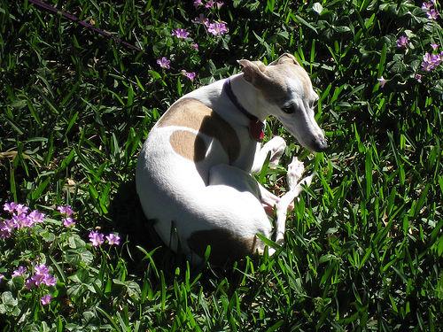 Photo Italian Greyhound