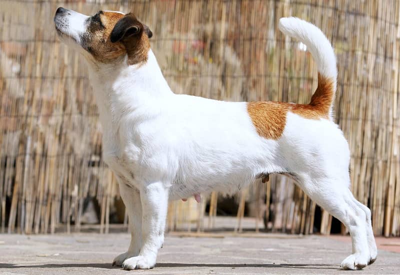 Photo de Jack Russell Terrier