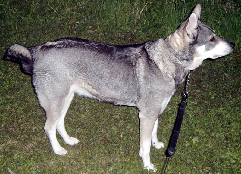 Photo de Swedish Elkhound