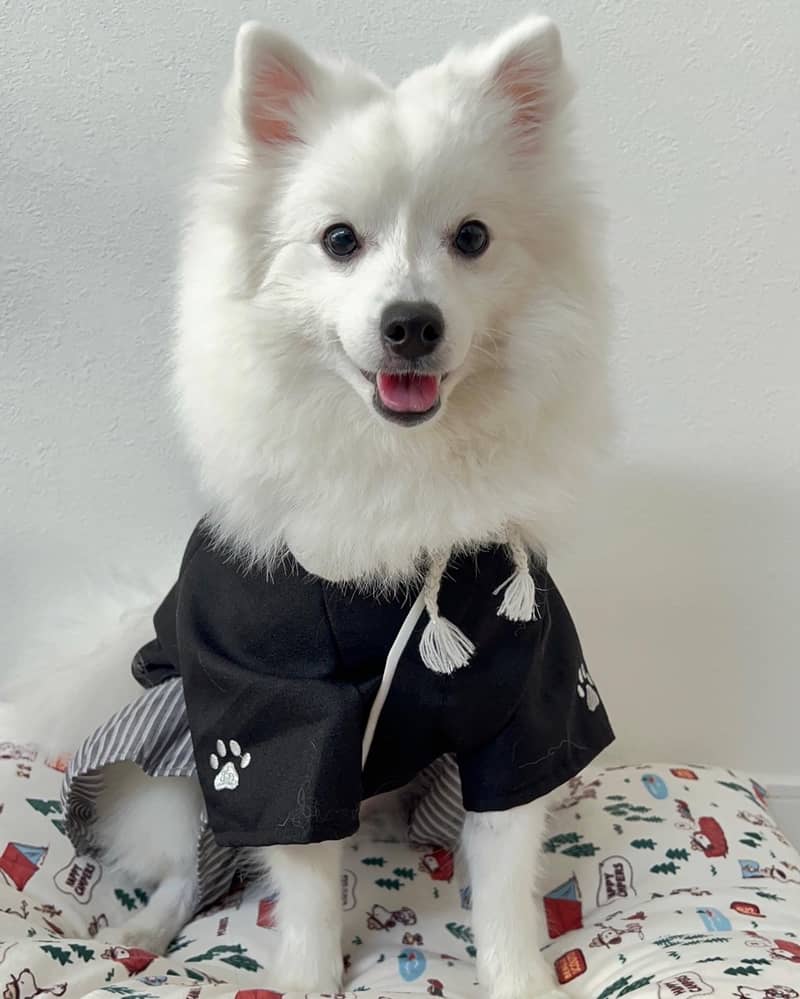 Photo Japanese Spitz