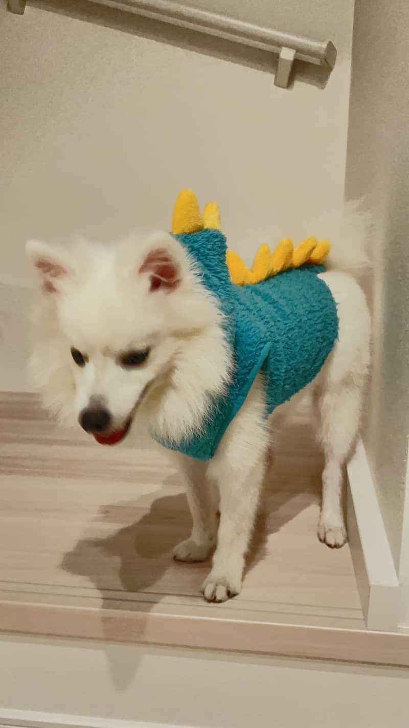 Photo Japanese Spitz