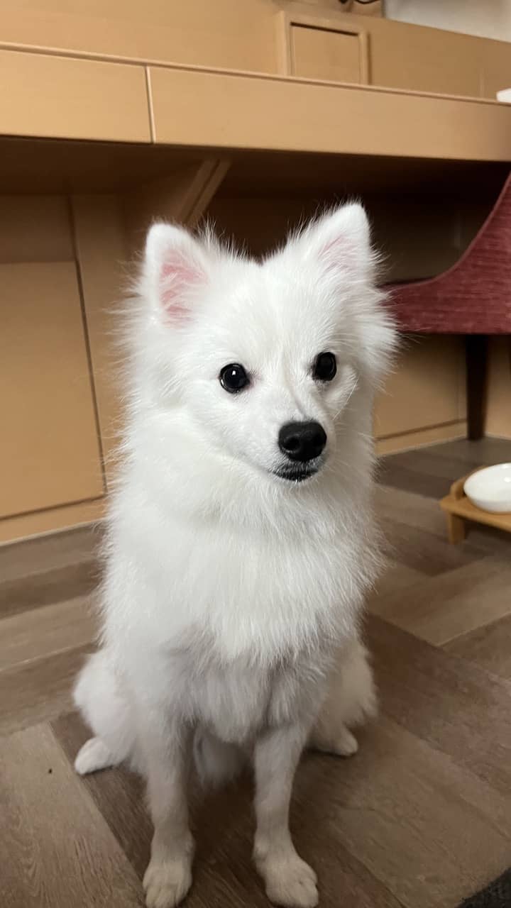Photo Japanese Spitz