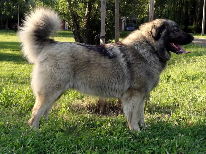 Photo de Yugoslavian Shepherd Dog - Sarplaninac