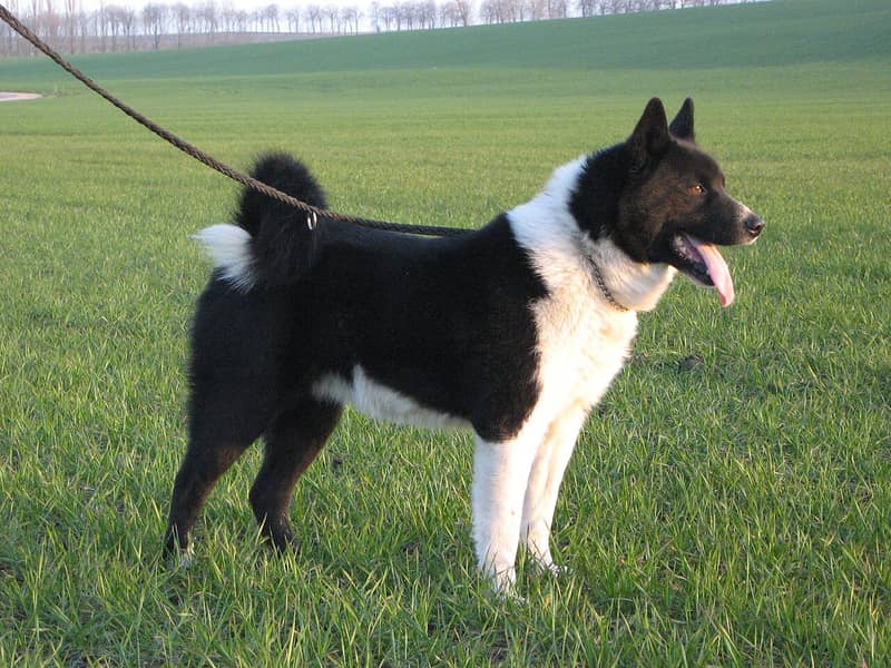 Photo de Karelian Bear Dog