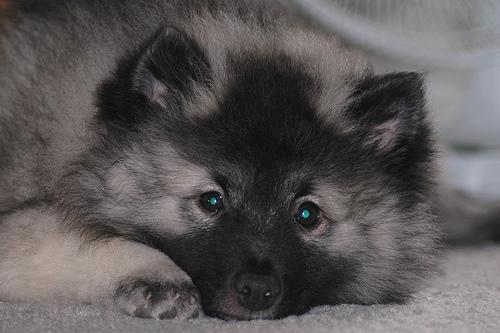 Photo Keeshond