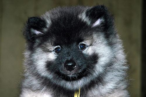 Photo Keeshond