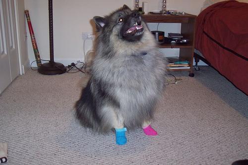 Photo Keeshond