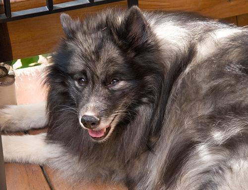 Photo Keeshond